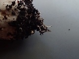 Agaricus bresadolanus image