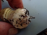 Agaricus bresadolanus image