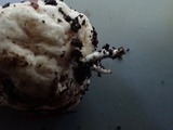 Agaricus bresadolanus image