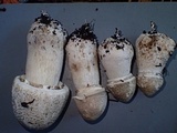 Agaricus bresadolanus image
