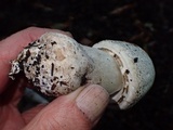 Agaricus bresadolanus image