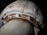 Agaricus bresadolanus image