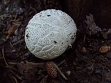 Lycoperdon subcretaceum image