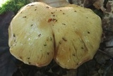 Cortinarius sphaerosporus image