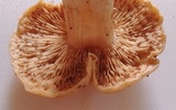 Cortinarius sphaerosporus image