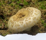 Russula crustosa image