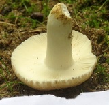 Russula crustosa image