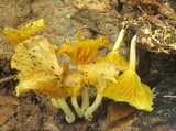Chrysomphalina strombodes image