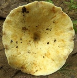 Lactarius piperatus image