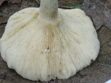 Lactarius piperatus image