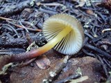 Mycena nivicola image