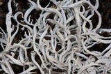 Thamnolia vermicularis ssp. subuliformis image