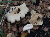 Lactarius pubescens image