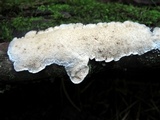 Irpex lacteus image