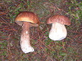 Boletus fibrillosus image