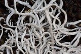 Thamnolia vermicularis ssp. subuliformis image
