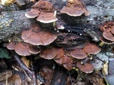 Phellinus gilvus image
