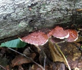Phellinus gilvus image