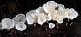 Plicaturopsis crispa image
