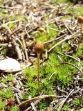 Galeropsis polytrichoides image