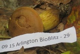 Aureoboletus innixus image