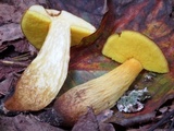 Aureoboletus innixus image