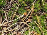 Galeropsis polytrichoides image