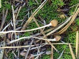 Galeropsis polytrichoides image
