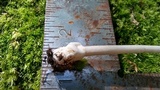 Amanita sect. Vaginatae image