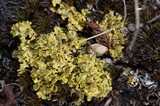 Vulpicida tilesii image