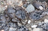 Umbilicaria virginis image