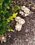 Geastrum fimbriatum image