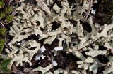 Pycnothelia papillaria image