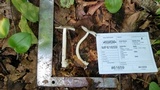 Amanita sect. Vaginatae image
