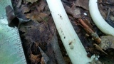 Amanita sect. Vaginatae image
