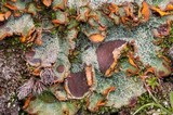 Solorina crocea image