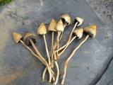 Psilocybe semilanceata image