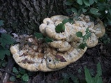 Inonotus dryadeus image