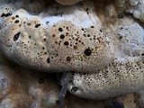 Inonotus dryadeus image
