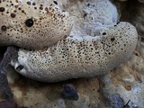 Inonotus dryadeus image
