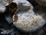 Inonotus dryadeus image