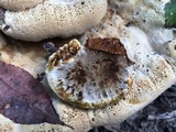 Inonotus dryadeus image