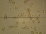 Galeropsis polytrichoides image