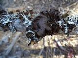 Tuckermanopsis platyphylla image