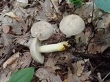 Retiboletus griseus image
