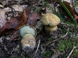 Gyroporus cyanescens image