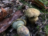 Gyroporus cyanescens image