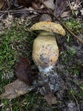 Gyroporus cyanescens image
