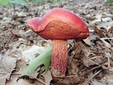 Butyriboletus frostii image