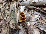 Coltricia cinnamomea image